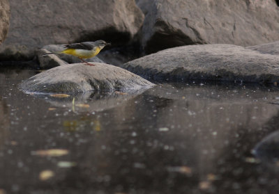 Forsrla [Grey Wagtail] (IMG_7143)