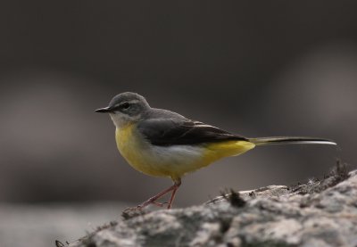 Forsrla [Grey Wagtail] (IMG_7159)