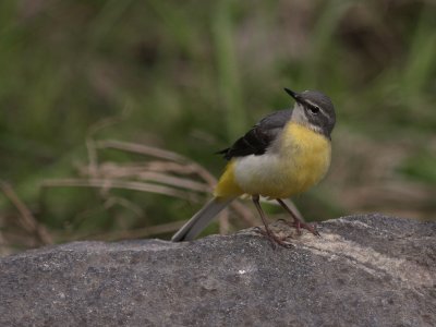 Forsrla [Grey Wagtail] (IMG_7169)