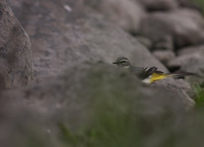 Forsrla [Grey Wagtail] (IMG_7177)