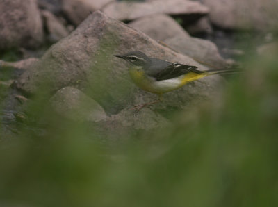 Forsrla [Grey Wagtail] (IMG_7182)