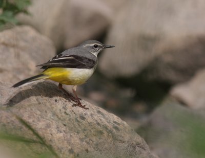 Forsrla [Grey Wagtail] (IMG_7195)