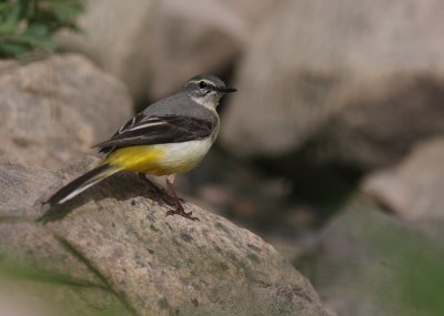 Forsrla [Grey Wagtail] (IMG_7197)