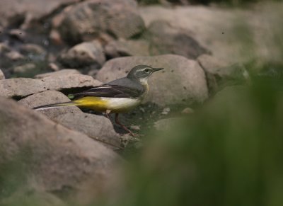 Forsrla [Grey Wagtail] (IMG_7208)
