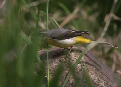 Forsrla [Grey Wagtail] (IMG_7219)