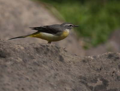 Forsrla [Grey Wagtail] (IMG_7232)