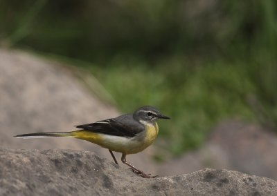 Forsrla [Grey Wagtail] (IMG_7238)