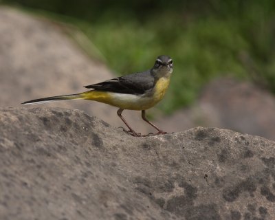 Forsrla [Grey Wagtail] (IMG_7239)