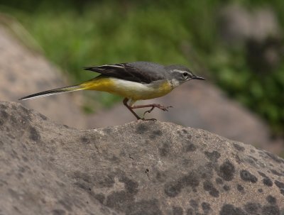 Forsrla [Grey Wagtail] (IMG_7240)