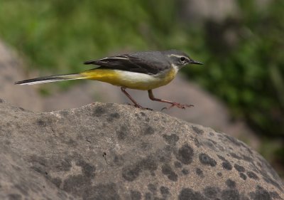 Forsrla [Grey Wagtail] (IMG_7241)