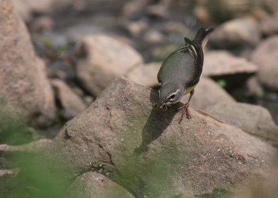 Forsrla [Grey Wagtail] (IMG_7246)