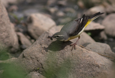 Forsrla [Grey Wagtail] (IMG_7249)