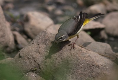 Forsrla [Grey Wagtail] (IMG_7250)