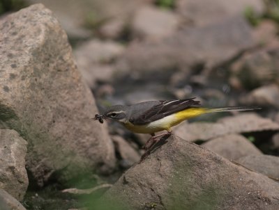 Forsrla [Grey Wagtail] (IMG_7251)