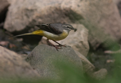 Forsrla [Grey Wagtail] (IMG_7265)