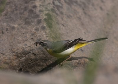 Forsrla [Grey Wagtail] (IMG_7268)