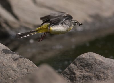 Forsrla [Grey Wagtail] (IMG_7278)