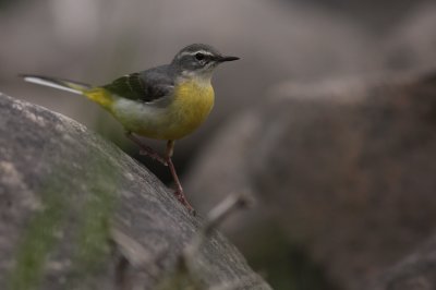 Forsrla [Grey Wagtail] (IMG_7284)
