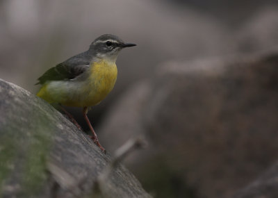 Forsrla [Grey Wagtail] (IMG_7285)