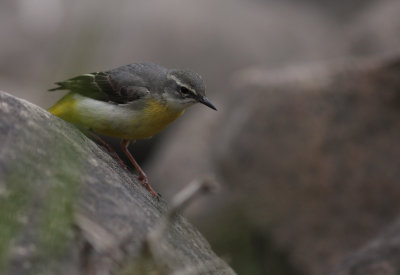 Forsrla [Grey Wagtail] (IMG_7286)