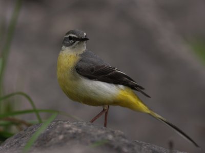 Forsrla [Grey Wagtail] (IMG_7309)