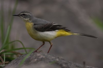 Forsrla [Grey Wagtail] (IMG_7311)