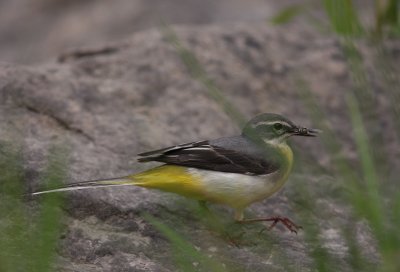 Forsrla [Grey Wagtail] (IMG_7325)