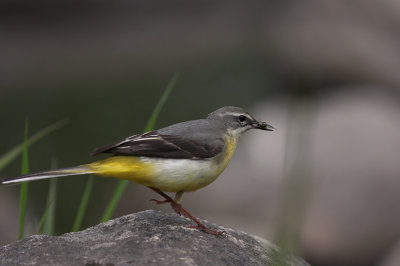 Forsrla [Grey Wagtail] (IMG_7327)
