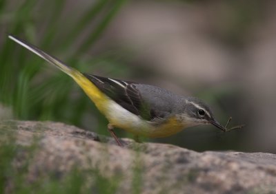 Forsrla [Grey Wagtail] (IMG_7341)