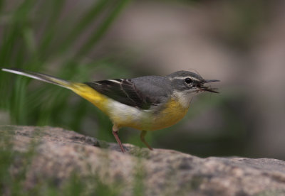 Forsrla [Grey Wagtail] (IMG_7342)