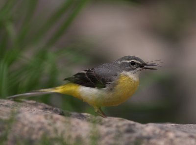 Forsrla [Grey Wagtail] (IMG_7343)