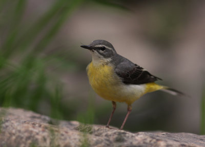 Forsrla [Grey Wagtail] (IMG_7346)