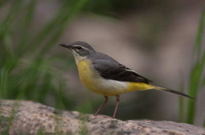 Forsrla [Grey Wagtail] (IMG_7349)