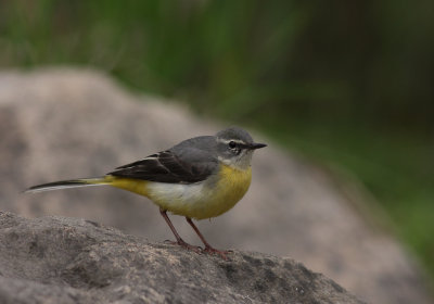 Forsrla [Grey Wagtail] (IMG_7354)