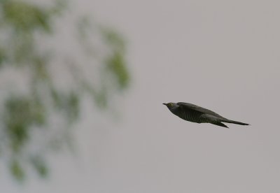 Gk [Common Cuckoo] (IMG_2022)