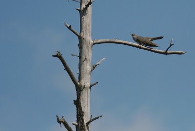 Gk [Common Cuckoo] (IMG_2031)