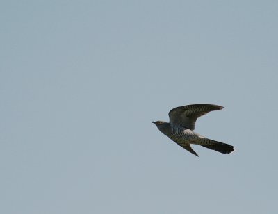 Gk [Common Cuckoo] (IMG_2061)