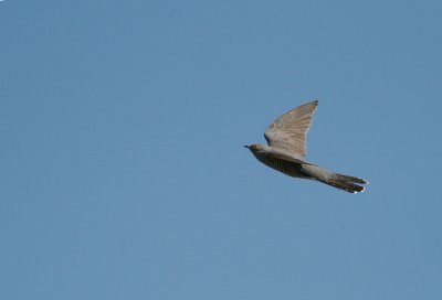 Gk [Common Cuckoo] (IMG_2064)
