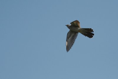 Gk [Common Cuckoo] (IMG_2065)