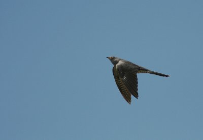 Gk [Common Cuckoo] (IMG_2115)