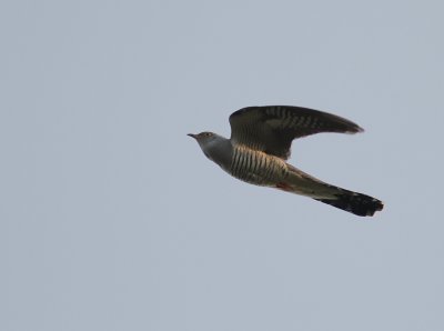 Gk [Common Cuckoo] (IMG_8360)