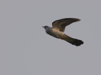 Gk [Common Cuckoo] (IMG_8399)