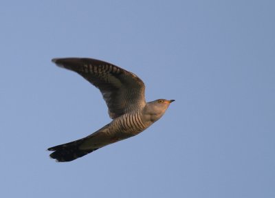 Gk [Common Cuckoo] (IMG_8405)