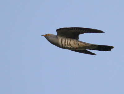 Gk [Common Cuckoo] (IMG_8423)