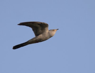 Gk [Common Cuckoo] (IMG_8431)