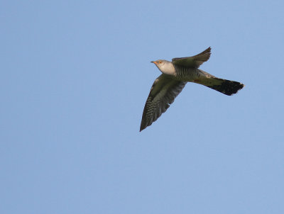 Gk [Common Cuckoo] (IMG_8445)