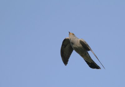 Gk [Common Cuckoo] (IMG_8466)