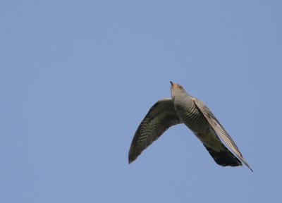 Gk [Common Cuckoo] (IMG_8467)