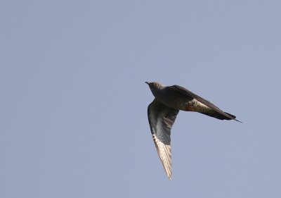 Gk [Common Cuckoo] (IMG_8496)