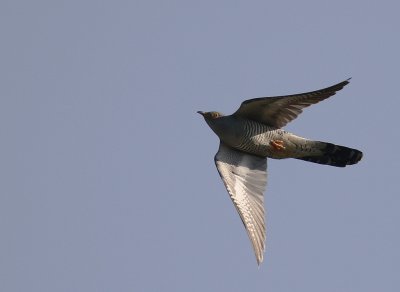 Gk [Common Cuckoo] (IMG_8497)